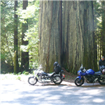 Motorcycle Ride Picture 1 for Hwy 101, Gold Beach to Ukiah